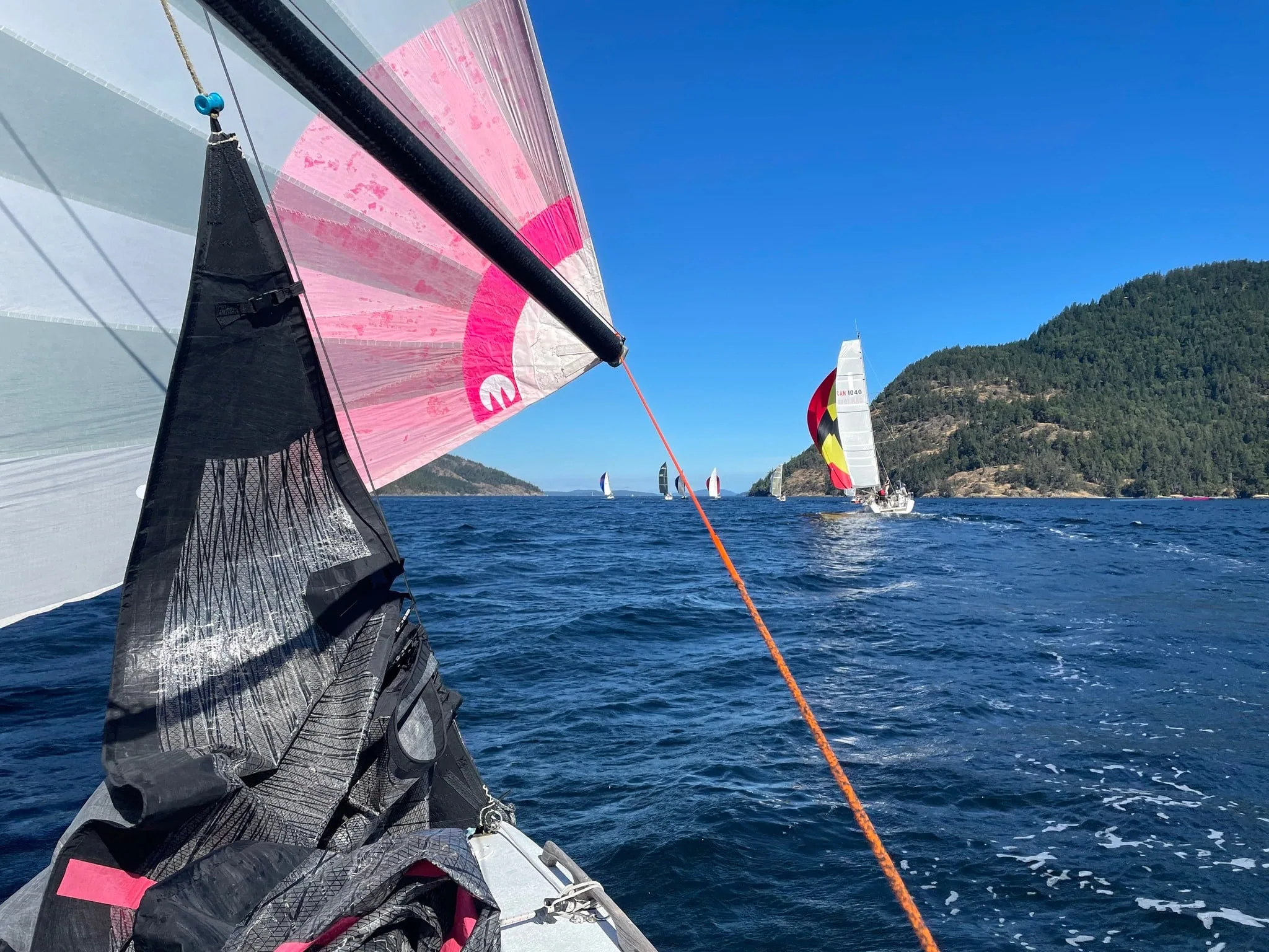 Amoore chases the fleet under a pink spinnaker past a wooded headland