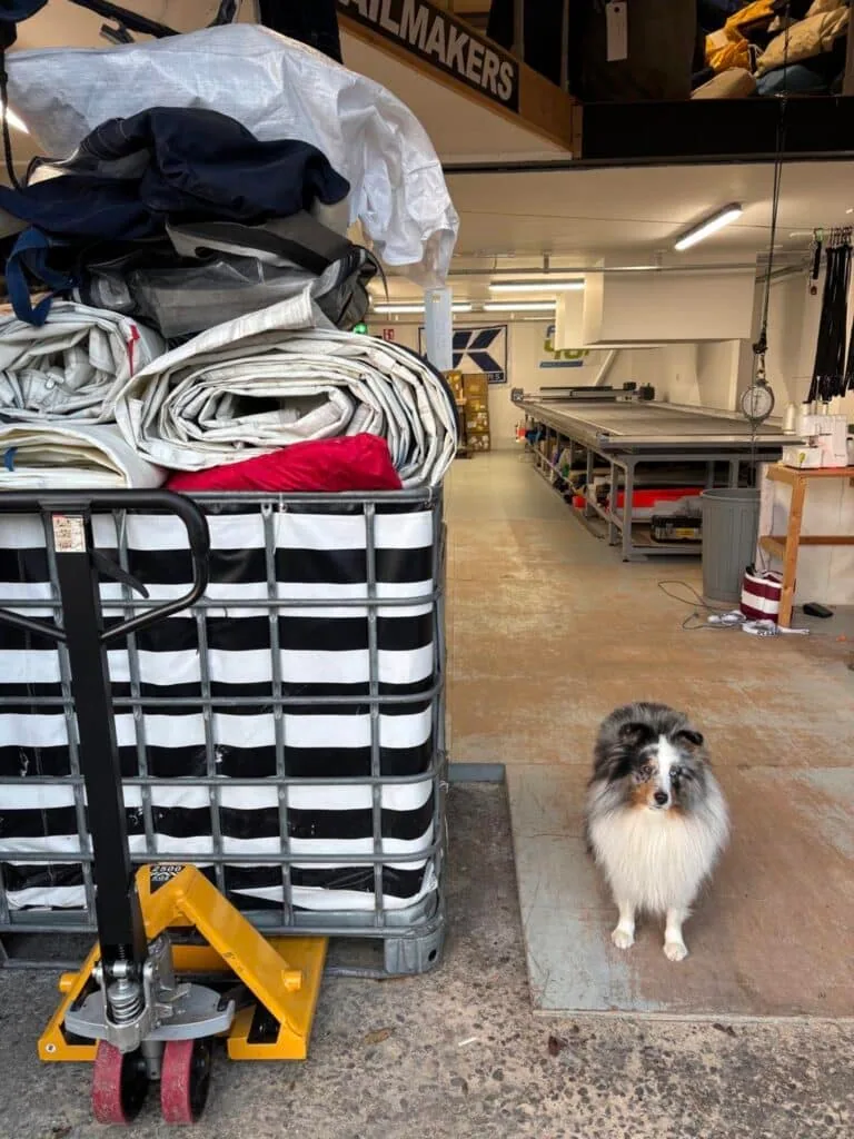 Loft dog sitting beside a pallet of folded sail bags